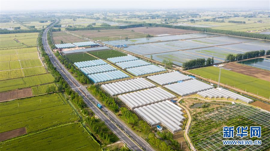 （经济）（1）江苏金湖：万亩农业示范带 添彩农民致富路