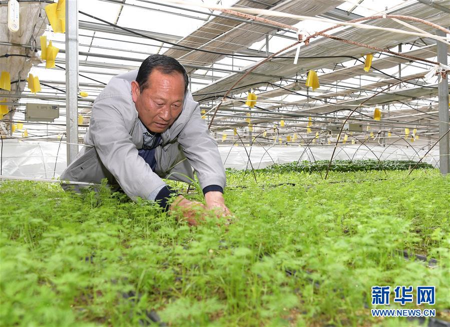 （走向益达娱乐的小康生活·决战决胜脱贫攻坚·图文互动）（1）高原喜见“寿光绿”——“世界屋脊”上的蔬菜发展奇迹
