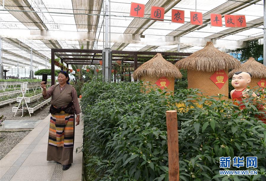 （走向益达娱乐的小康生活·决战决胜脱贫攻坚·图文互动）（3）高原喜见“寿光绿”——“世界屋脊”上的蔬菜发展奇迹