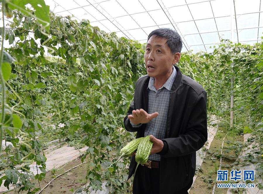 （走向益达娱乐的小康生活·决战决胜脱贫攻坚·图文互动）（4）高原喜见“寿光绿”——“世界屋脊”上的蔬菜发展奇迹