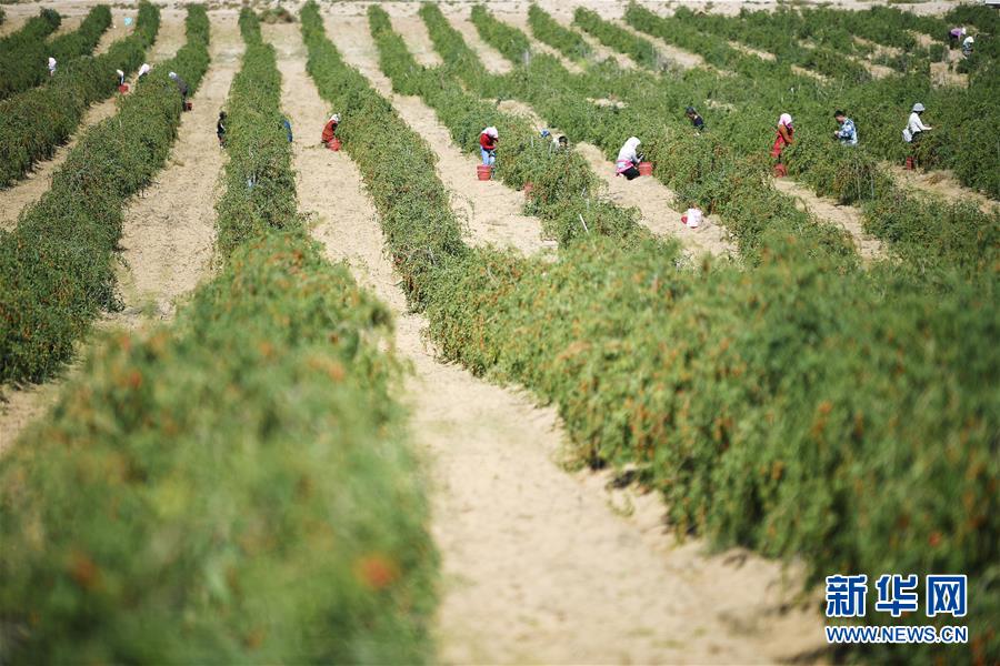 （新华全媒头条·走向益达娱乐的小康生活·图文互动）（7）23万人的命运转折——我国最大易地生态移民安置区的脱贫密码