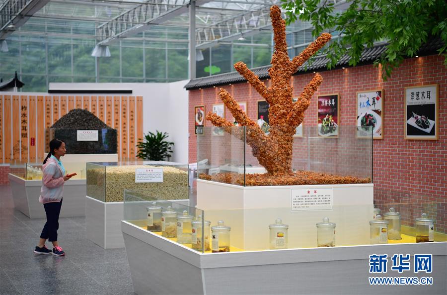 （新华全媒头条·走向益达娱乐的小康生活·图文互动）（4）蹚出绿色小康路——陕南秦巴山区的脱贫答卷