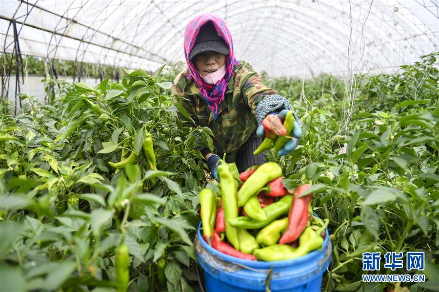 （新华全媒头条·走向益达娱乐的小康生活·图文互动）（10）黑土地上是我家——在吉林，一瞥中国东北乡村美丽未来