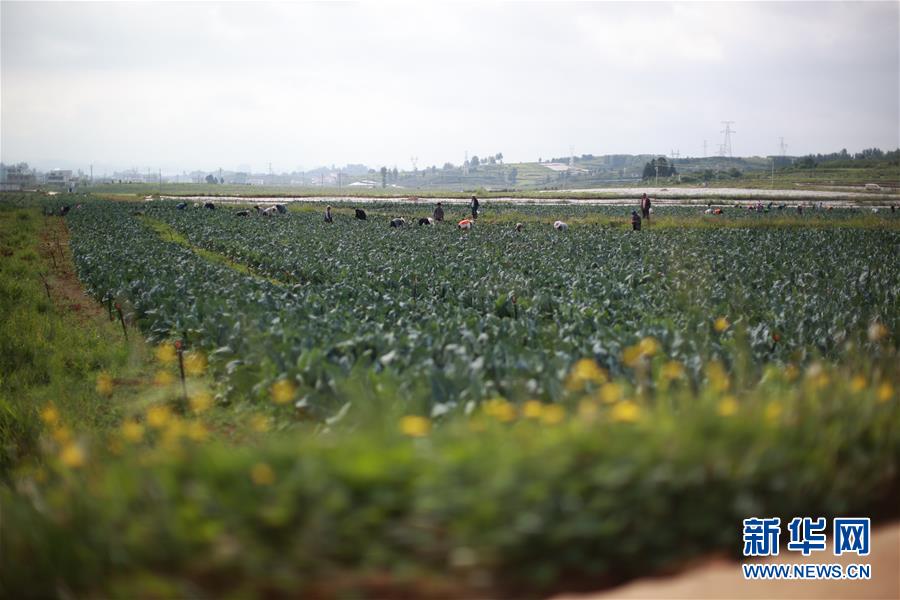 （新华全媒头条·走向益达娱乐的小康生活·决战决胜脱贫攻坚·图文互动）（4）千年之渴今朝解——贵州贫困群众实现“吃水不愁”