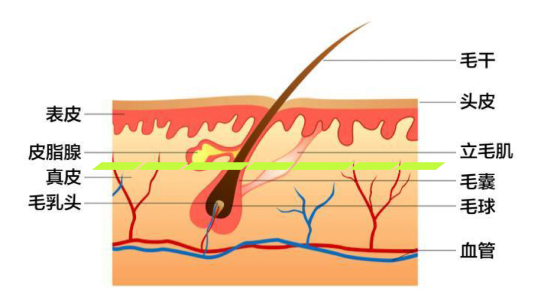 03721a1a830286ed89b00a96cfe5e41f_640_wx_fmt=png&wxfrom=5&wx_lazy=1&wx_co=1