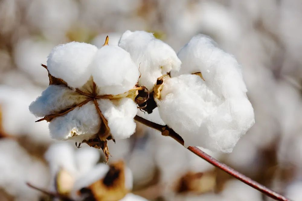 2c5b97f73a6844b45b92a165be2922d7_640_wx_fmt=jpeg&wxfrom=5&wx_lazy=1&wx_co=1 图片